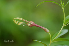Ceropegia concanensis